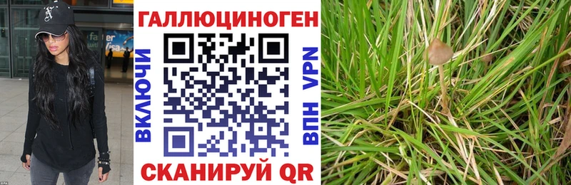 закладка  Дубна  Псилоцибиновые грибы ЛСД 
